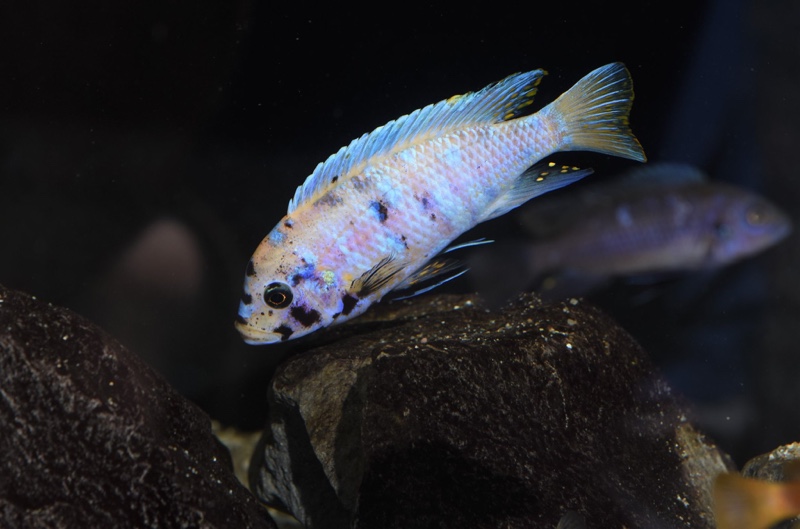 Maylandia zebra 'Mitande Reef (Rocks)'